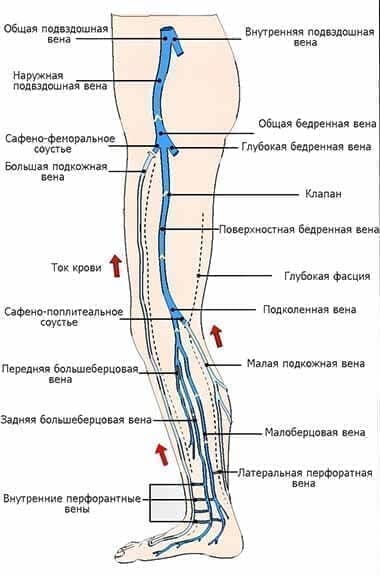 Схема венозной системы ног